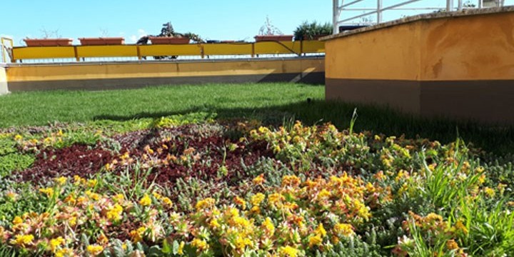 NEW RESEARCH: THE GREEN ALLIED ROOFS OF WINTER